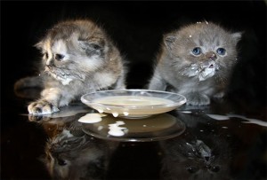 Создать мем: котенок в миске с молоком, очаровательные котята, кошка пьет молоко