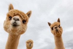 Create meme: Alpaca animal, Alpaca