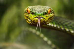 Создать мем: маленькая зеленая змея, зелёная змея, змей