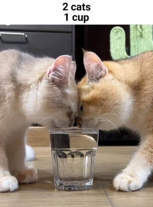 Создать мем: кошки смешные, пьющий кот, кошка пьет воду