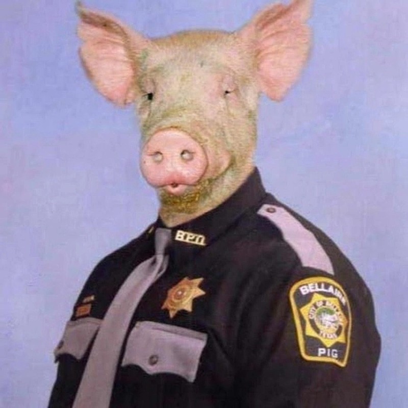 Create meme: pig in a helmet, a pig in a police uniform, pig 