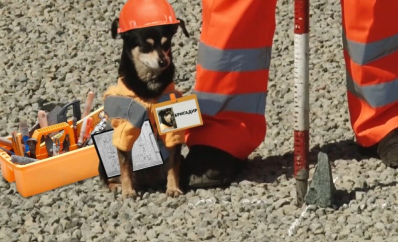 Создать мем: собака строитель, американский спасатель с собакой, поисково спасательные собаки