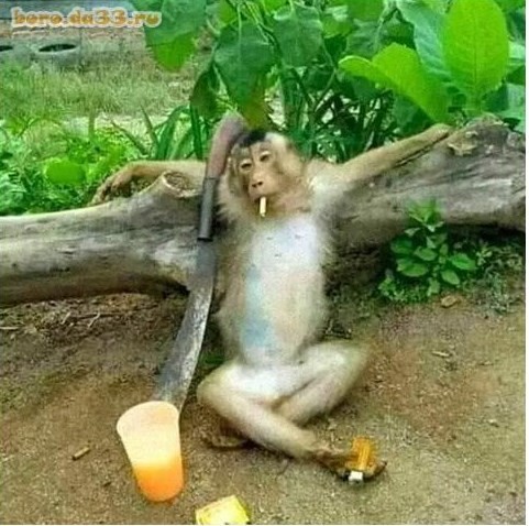 Create meme: happy monkey, The rusty monkey, humor is funny