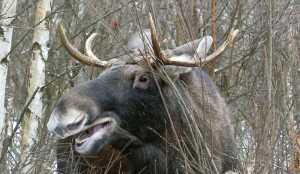 Create meme: national Park Losiny Ostrov, g**** moose, Elk Island