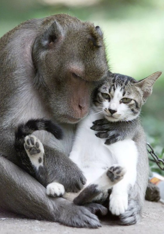 Create meme: the monkey and the cat, the monkey cat, a cat that looks like a monkey