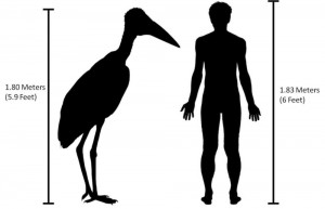 Create meme: the height of a man, extinct bird